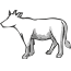 cow-2